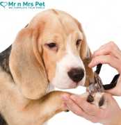 Professional Dog Grooming at Home in Ghaziabad, Ghaziabad