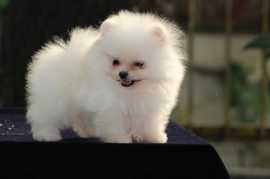 Toy Pomeranian Puppies for Sale in Hyderabad, $ 80,000