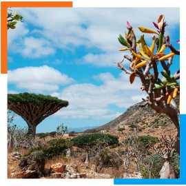 Discover the Wonders of Socotra Island, Sanaa