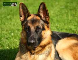 Where to Find Your Perfect German Shepherd Puppy, Eagle Creek