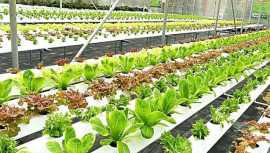 Enhancing Crop Quality And Quantity Hydroponic, Hyderabad