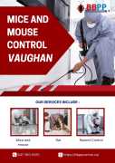 Best Mice Removal Services in Vaughan - B.B.P.P., Vaughan