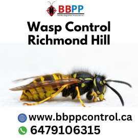 Wasp Nest Removal in Richmond Hill? Call B.B.P.P. , Vaughan