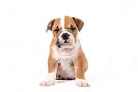 Bulldog Puppies for Sale in Bangalore, $ 50,000