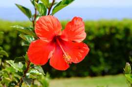 Hibiscus Extract Manufacturers and Suppliers India, Ghaziabad