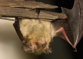 Expert Bat Removal Services in Houston , Houston