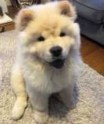 10 weeks Chow Chow Puppy (chester).