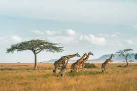 Tanzania Luxury Safari- Vencha Travel, Arusha