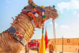 Best Camel Safari in Jaisalmer, Jaisalmer