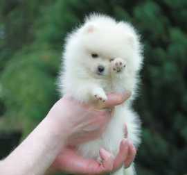 Beautiful Pomeranian puppies for good home