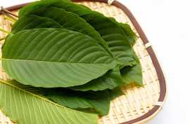 What Strain Of Kratom Is Used For Pain Relief ?