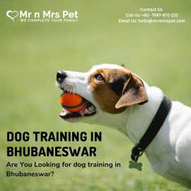 Dog Training in Bhubaneswar, Bhubaneswar