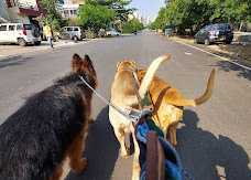 Dog Walking Services in Bhubaneswar, Bhubaneswar