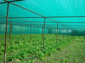 Trusted Green Shade Net Supplier In UAE, د.إ 249