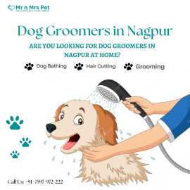 Dog Groomers in Nagpur, Nagpur