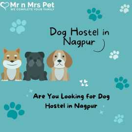 Dog Sitter in Nagpur, Nagpur
