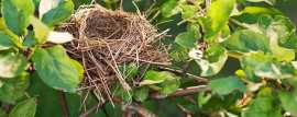 Bird Nest Removal Services At Your Doorstep, Melbourne