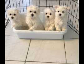 Beautiful M/F Maltese Puppies avail for new home!