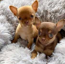 Cute And Gorgeous Chihuahua Pups ready for new hom