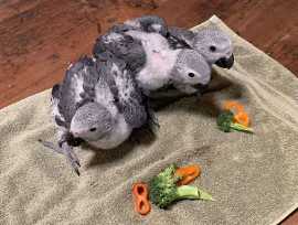 Trained African Grey Parrots For Adoption! I have 