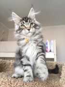 Maine Coon Cats for sale | Maine Coon kittens for , San Bernardino