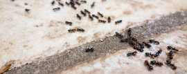 Ant Infestation Solutions in Melbourne, Melbourne
