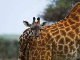 Best Packages For African Safaris, Mississauga