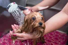 Explore So Fetch Grooming Services in Chicago, Chicago