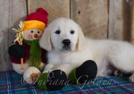 Goldendoodle Puppies for Sale Indiana 