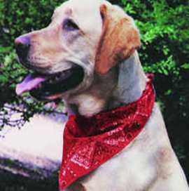 Get Dog Cooling Bandanas for a Refreshing Canine, $ 0