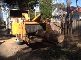 Tree Removal Cabramatta, Lurnea